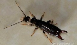 大妈爆料家里养蟑螂视频