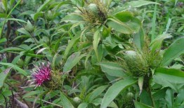 白术最新技能爆料图片,神秘力量觉醒，战力再升级！